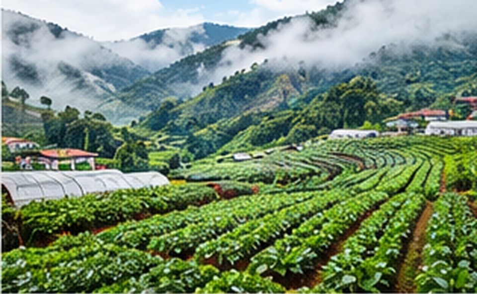 Ladang sayur bertingkat di Cameron Highlands pada pagi berkabus Ladang sayur bertingkat di Cameron Highlands pada pagi berkabus